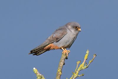 Red-footed Falcon
