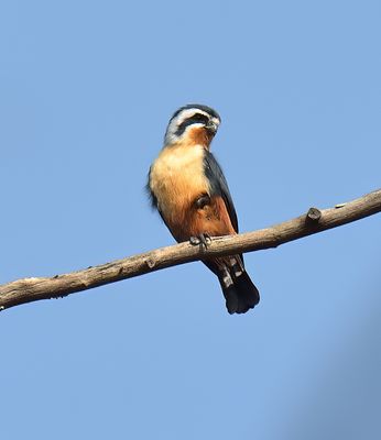 Collared Falconet