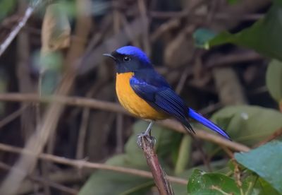 Rufous-bellied Niltava