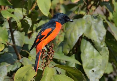 Scarlet Minivet