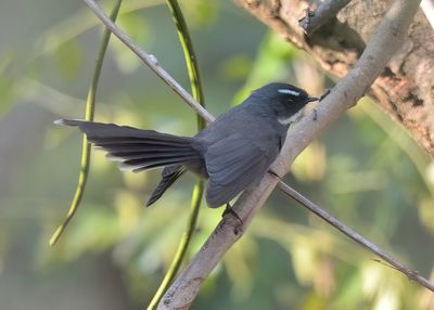 White-throated Fantail