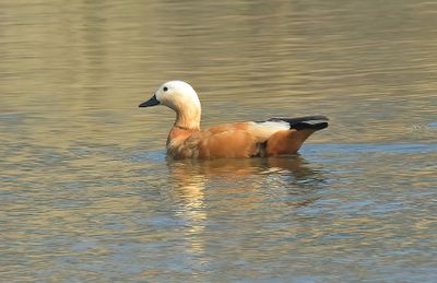 Ruddy Shelduck