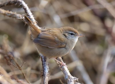 CETTI'S WARBLER