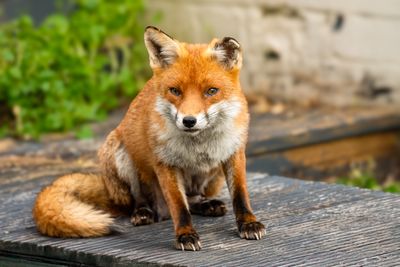 Fox