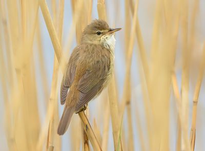 Reed Warbler 
