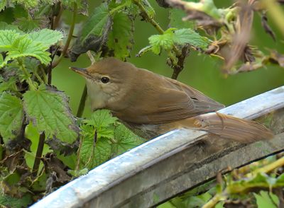 BLYTH'S REED WARBLER