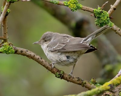 Barred Warbler