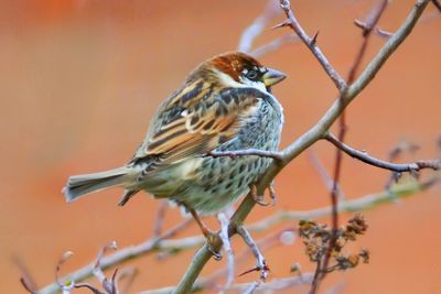 Spanish Sparrow 