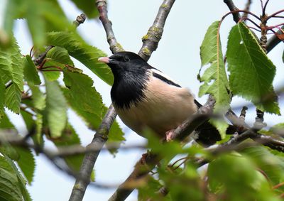 Rose-coloured Starling 
