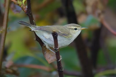 Greenish Warbler 