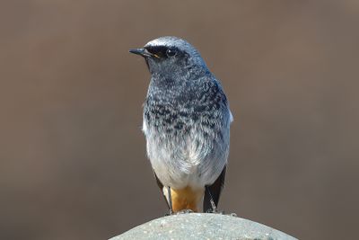 Black Redstart 