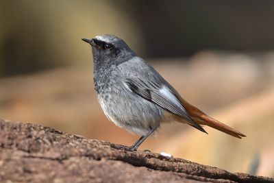 Black Redstart 