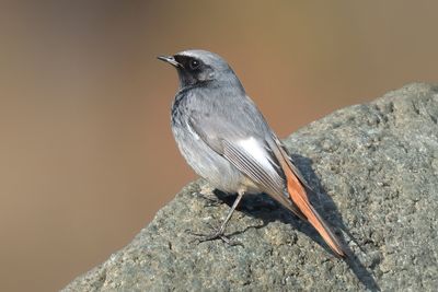 Black Redstart 