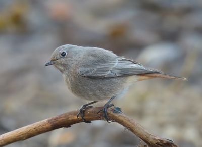 Black Redstart