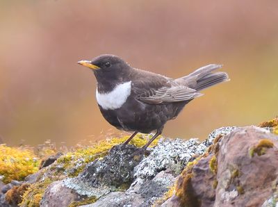 Ring Ouzel 