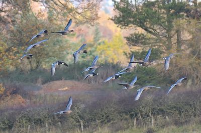 Barnacle Goose