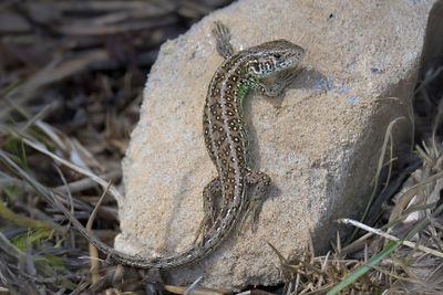 Sand Lizard