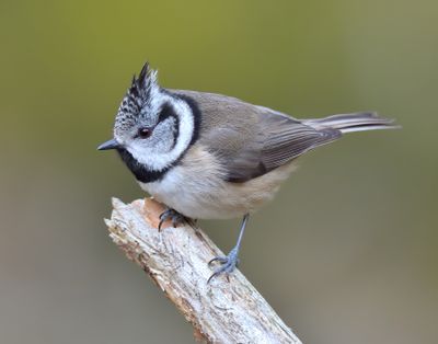 Crested Tit 