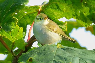 Arctic Warbler