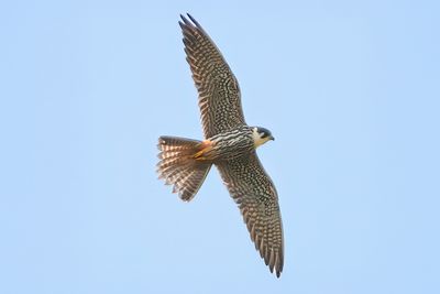 Hobby