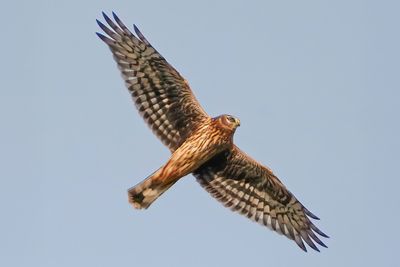Hen Harrier 