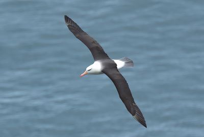 Black-browed Albatross 