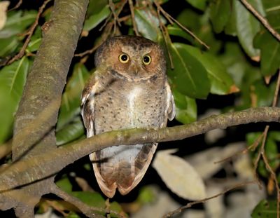 Mountain Scops Owl 