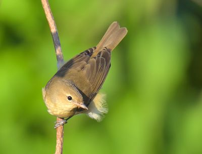 Garden Warbler