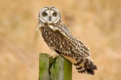 Short-eared Owl