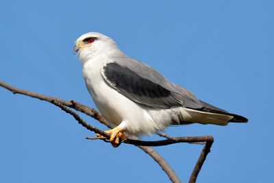 Black-winged Kite 