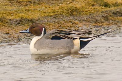 Pintail