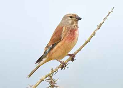 Linnet