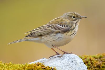 Meadow Pipit 