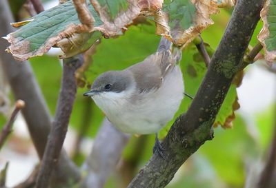 Lesser Whitethroat 