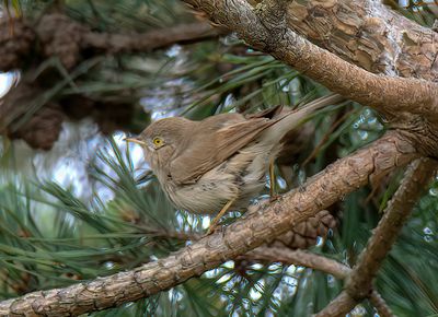 Asian Desert Warbler 
