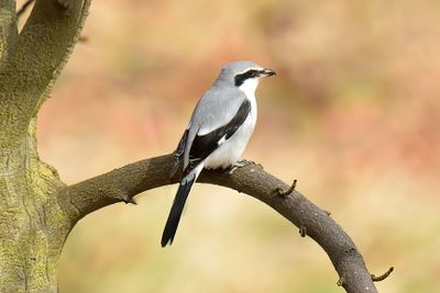 Great Grey Shrike