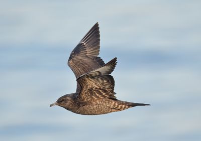 Arctic Skua
