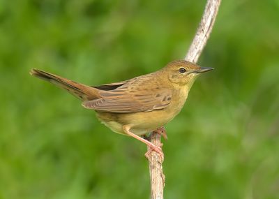 Grasshopper Warbler