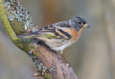 BRAMBLING