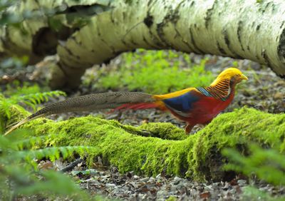Golden Pheasant