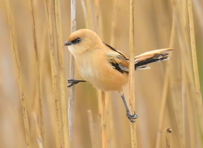 Bearded Tit