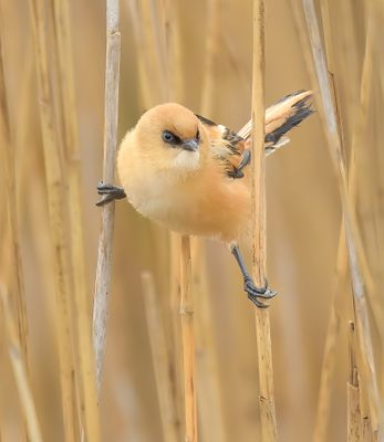 Bearded Tit