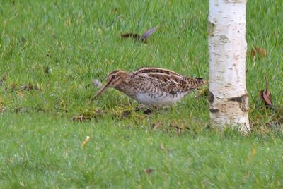 Snipe 