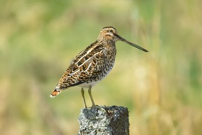 Snipe