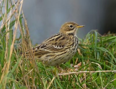 Red-throated Pipit 