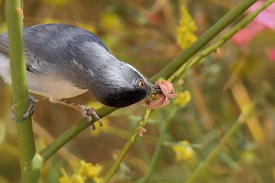 Ruppell's Warbler 