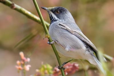 Ruppell's Warbler 