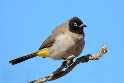 White Spectacled Bulbul 