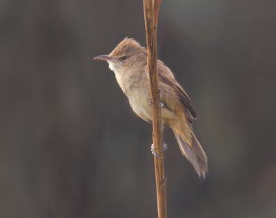 Clamarous Reed Warbler