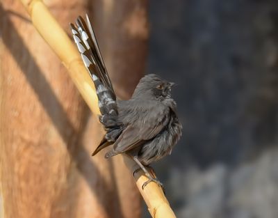 Black Bush Robin